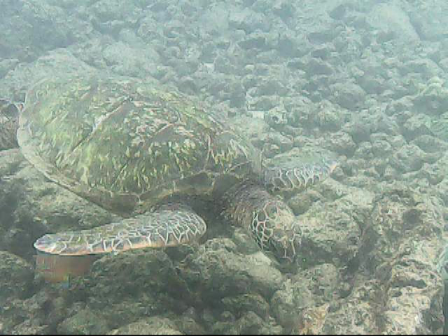 Day 18 snorkeling-   Turtle